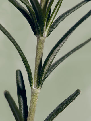 AROMATICA - Rosemary Root Enhancer