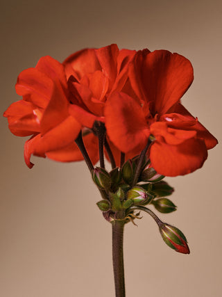 AROMATICA - Quinoa Protein Treatment Mask