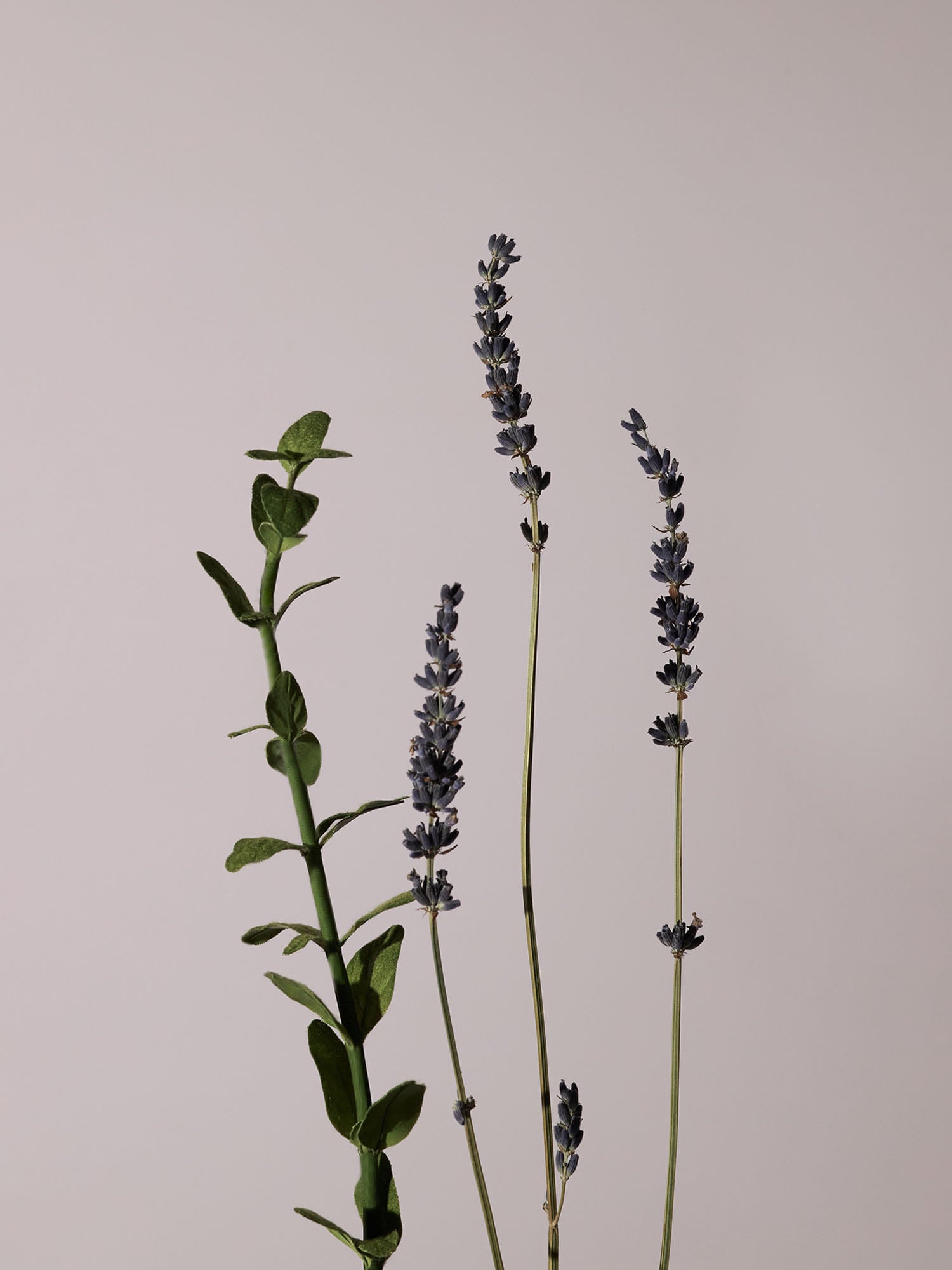 AROMATICA - Serene Body Oil Lavender & Marjoram