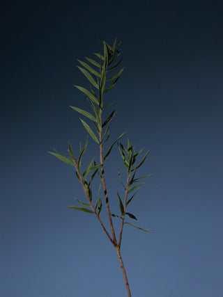 AROMATICA - Tea tree Purifying Shampoo