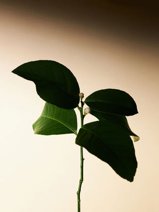 AROMATICA - Embrace Body Wash Neroli & Patchouli